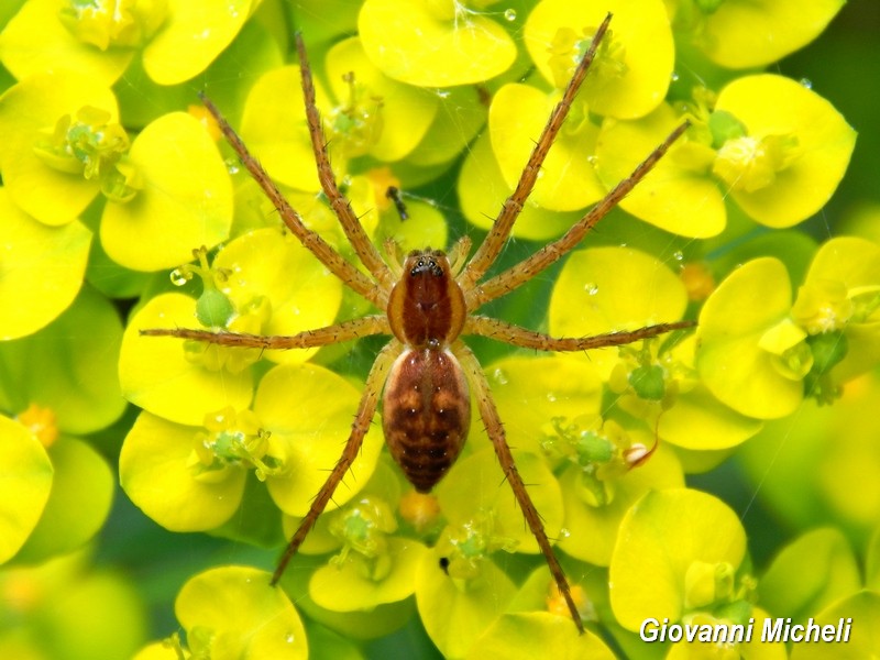 Vari Dolomedes plantarius - Parco del Ticino (MI)